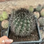 Cactus-Eriosyce Bulbocalyx - Image 2