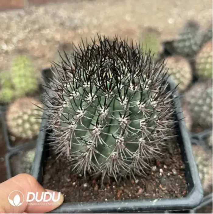 Cactus-Eriosyce Bulbocalyx - Image 2