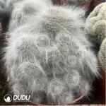 Cactus-Mammillaria Snow Monkey Fisherman - Image 2
