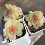 Echeveria Zhixia Double Head - Image 2