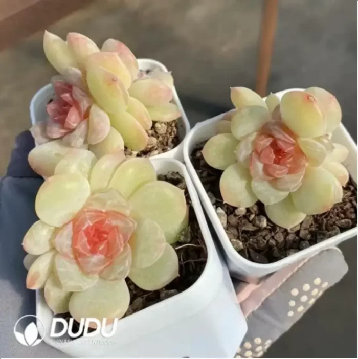 Echeveria Zhixia Double Head - Image 2