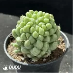 Cactus-Mammillaria Taijulian - Image 2