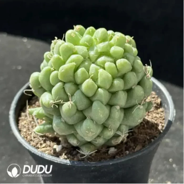 Cactus-Mammillaria Taijulian - Image 2