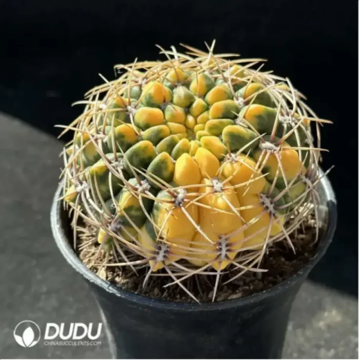 Gymnocalycium cultivation variegated - Image 2