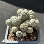 Cactus-Maihueniopsis Puna bonnieae Clustering - Image 2