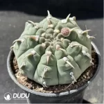 Cactus-Gymnocalycium vatteri - Image 2