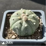 Cactus-Astrophytum asteria - Image 2