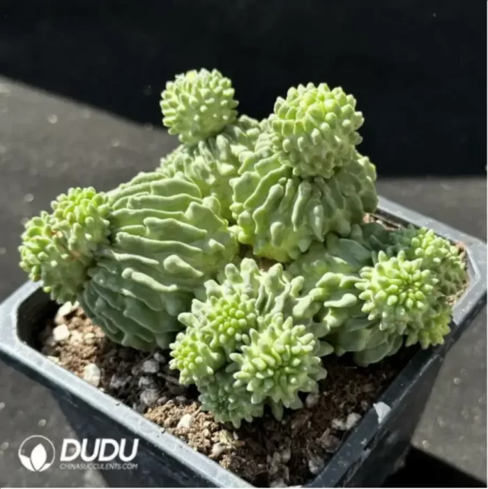 EchinofossuloCactus-Multicostatus - Image 2