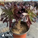 Aeonium Arboreum Velour European NO.4 - Image 2