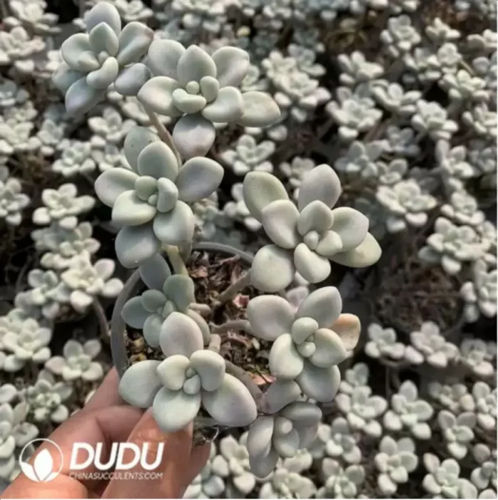 Graptopetalum Ellen variegated Clustering - Image 2