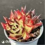 Echeveria agavoides Ebony Double Head - Image 2