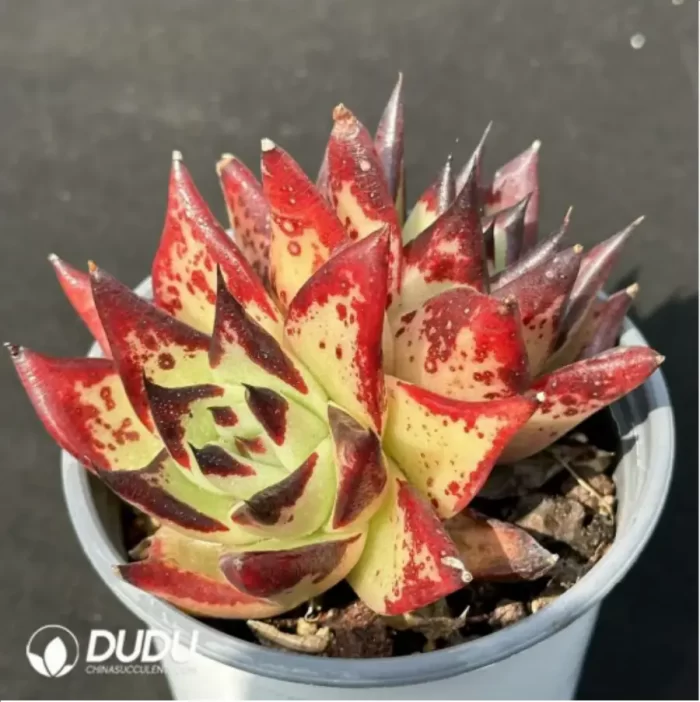 Echeveria agavoides Ebony Double Head - Image 2