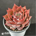Echeveria Red Dragon - Image 2