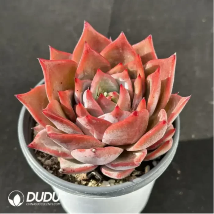 Echeveria Red Dragon - Image 2