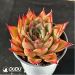 Echeveria Mrs. Pan - Image 2
