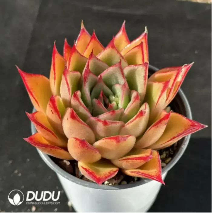 Echeveria Mrs. Pan - Image 2