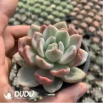 Echeveria pink champagne variegated - Image 2
