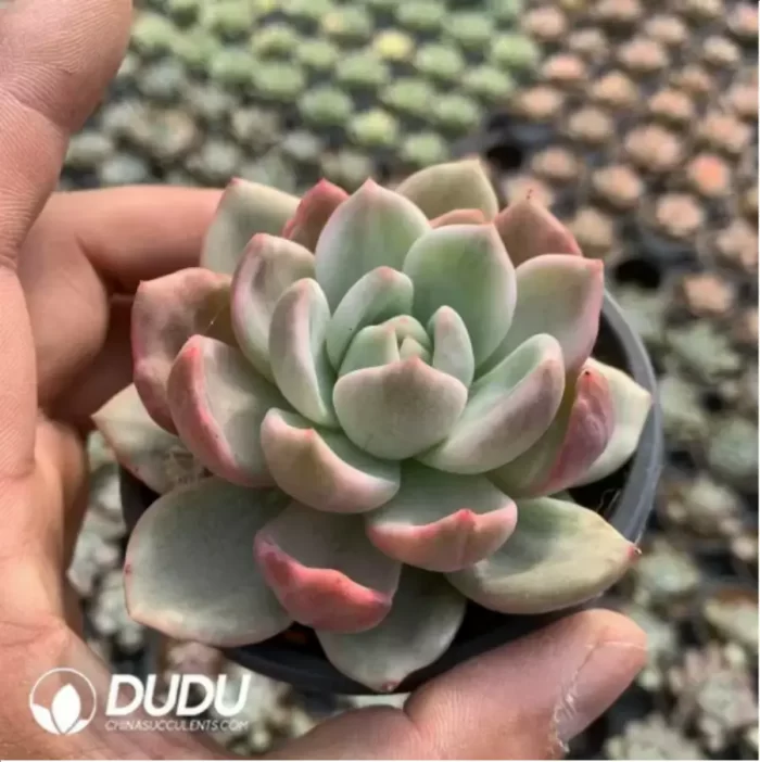 Echeveria pink champagne variegated - Image 2