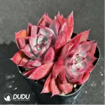 Echeveria Corsican rose double head - Image 2