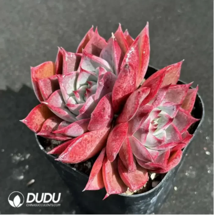 Echeveria Corsican rose double head - Image 2