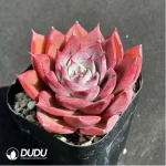 Echeveria Corsican rose - Image 2