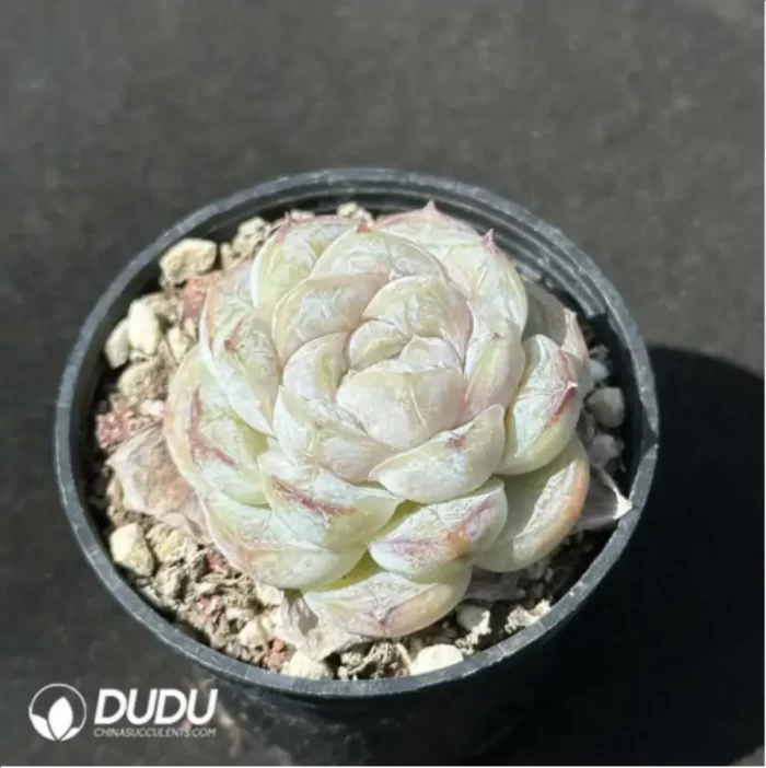 Echeveria Macchiato - Image 2