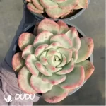 Echeveria Floriditty Variegated - Image 2