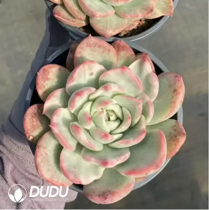 Echeveria Floriditty Variegated - Image 2