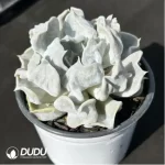 Echeveria Thriller Pearl - Image 2