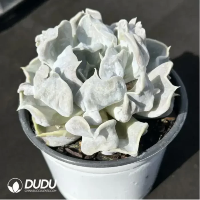 Echeveria Thriller Pearl - Image 2