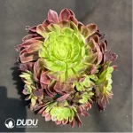 Aeonium 'Fiesta'Clustering - Image 2