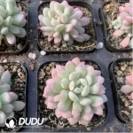 Echeveria Red Egg Varigated - Image 2