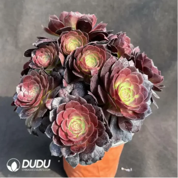 Aeonium Black Devil - Image 2