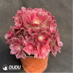 Aeonium Pink Witch Variegated Clustering - Image 2