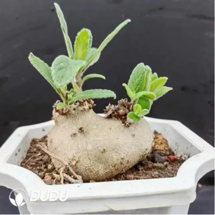 Sinningia  
Cliff Prince - Image 2