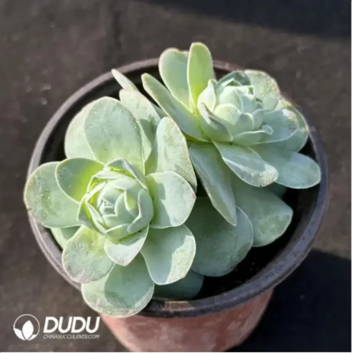 Aeonium Greenovia diplocyclum var. gigantea Double Heads - Image 2