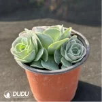 Aeonium Jero Greenovia Clustering - Image 2