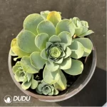 Aeonium Greenovia Sexy Clustering - Image 2