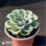 Aeonium Goblet Greenovia - Image 2