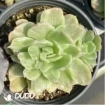 Echeveria Floriana Monstrose Variegated - Image 2