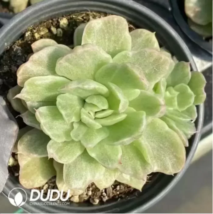 Echeveria Floriana Monstrose Variegated - Image 2