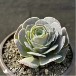 Aeonium Jero Greenovia - Image 2