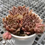 Sempervivum For You ( 4U ) - Image 2