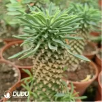 Euphorbia-clandestina - Image 2