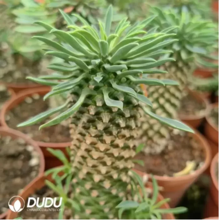 Euphorbia-clandestina - Image 2