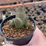 Larryleachia cactiformis Hook.Plowes (Without Roots) - Image 2