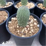 Aizoaceae-Trichodiadema bulbosum Schwantes - Image 2