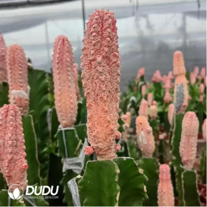 Euphorbia-abdelkuriBalfour fil Variegated - Image 2