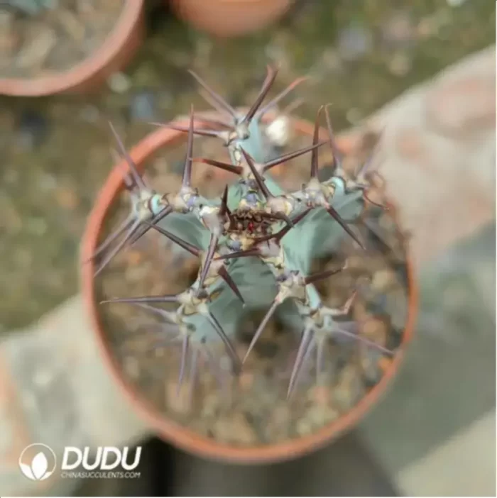 Euphorbia-zoutpansbergensis - Image 2