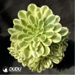 Aeonium Maybach clustering - Image 2